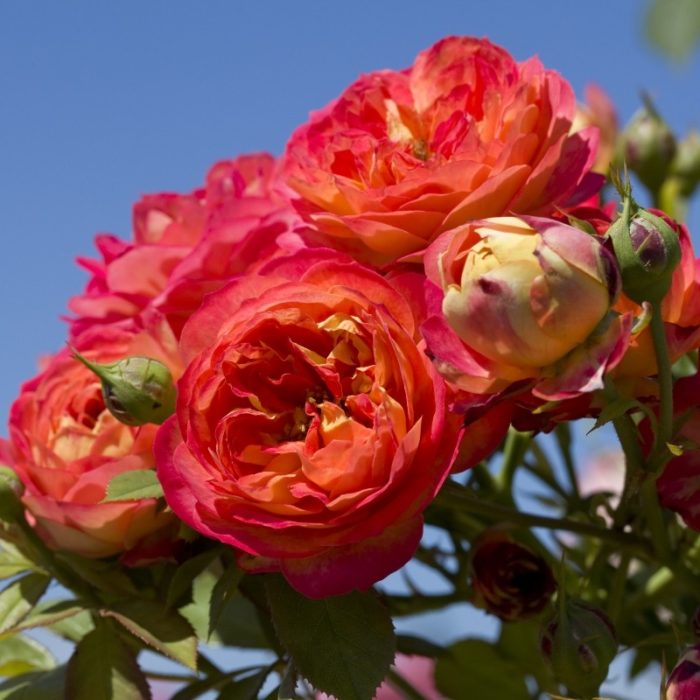 BABY ROMANTICA ® grimpant