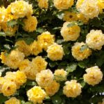 RIMOSA ® grimpant