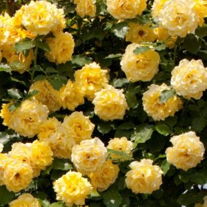 RIMOSA ® grimpant