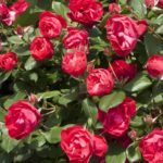 CHERRY BONICA ®