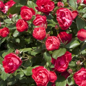 CHERRY BONICA ®