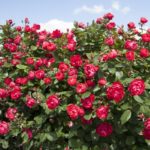 CHERRY BONICA ®