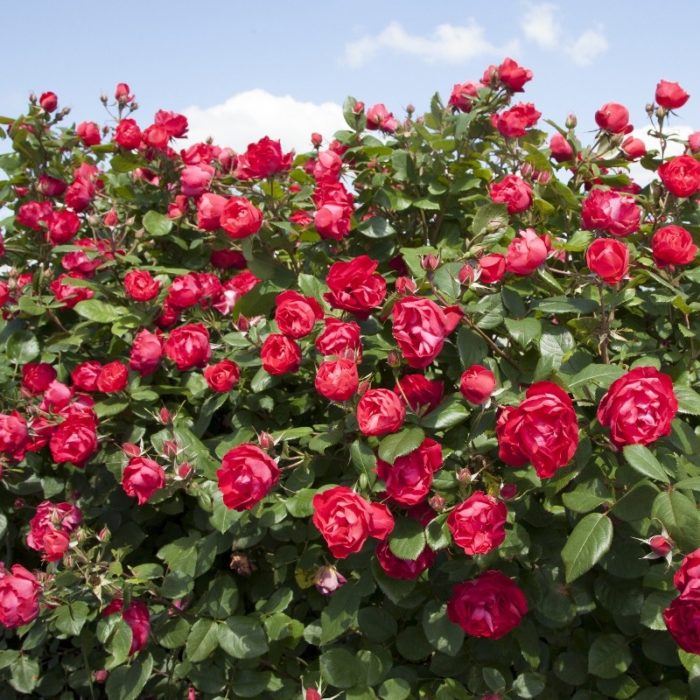 CHERRY BONICA ®