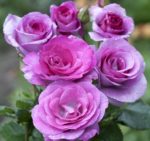 VIOLETTE PARFUMEE ®