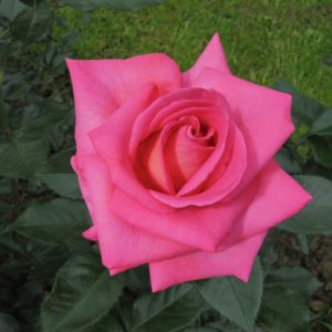PARFUM ROYAL ®