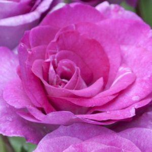 VIOLETTE PARFUMEE ®