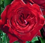 NOEMIE de Rothschild®