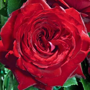 NOEMIE de Rothschild®