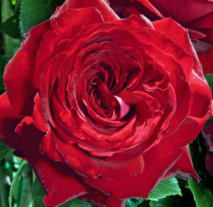 NOEMIE de Rothschild®