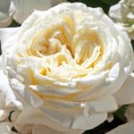 ARIANE de Rothschild ®