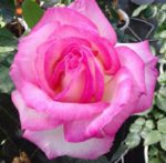 PRINCESSE DE MONACO ® grimpant