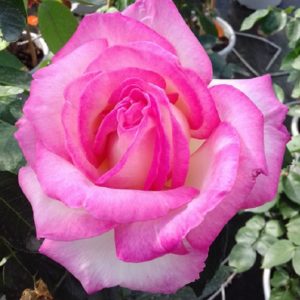 PRINCESSE DE MONACO ® grimpant