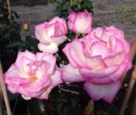 PRINCESSE DE MONACO ® grimpant