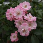 CASTOR ®