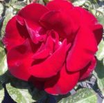 ROSE DE FLEURIE ®
