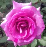 VIOLETTE PARFUMEE ®