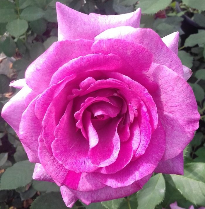 VIOLETTE PARFUMEE ®