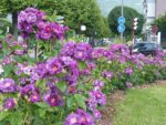RHAPSODY IN BLUE ®